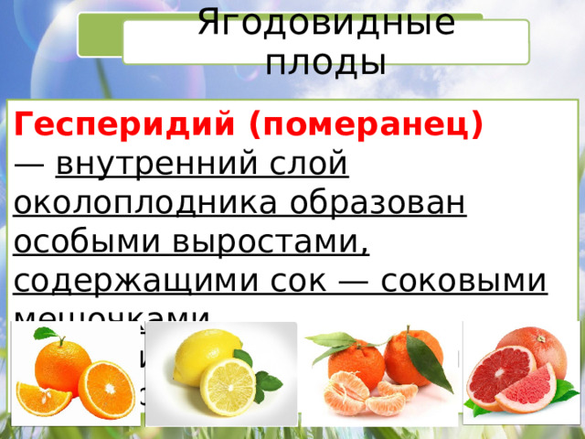 Ягодовидные плоды Гесперидий (померанец) —  внутренний слой околоплодника образован особыми выростами, содержащими сок — соковыми мешочками .  (апельсин, лимон, мандарин, грейпфрут) 