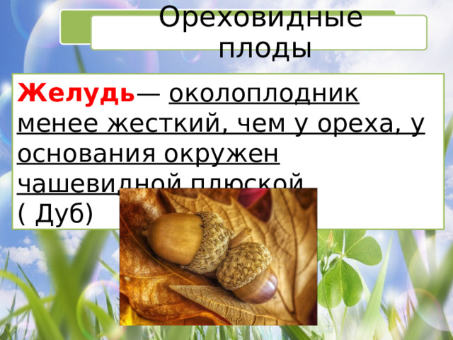 Ореховидные плоды Желудь —  околоплодник менее жесткий, чем у ореха, у основания окружен чашевидной плюской. ( Дуб) 