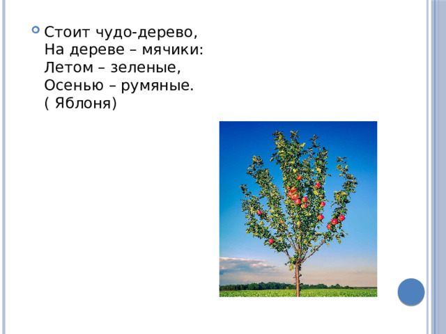Стоит чудо-дерево,  На дереве – мячики:  Летом – зеленые,  Осенью – румяные.( Яблоня) 