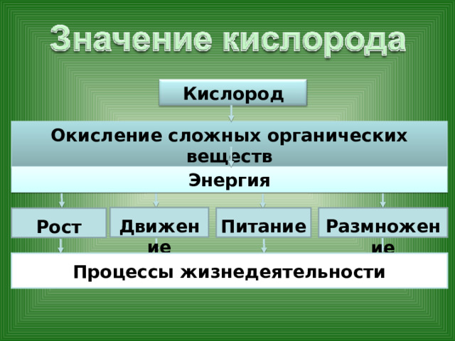 Кислород Окисление сложных органических веществ Энергия Движение Размножение Питание Рост Процессы жизнедеятельности 