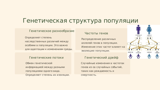 Генетическая структура популяции Генетическое разнообразие Частоты генов Определяет степень наследственных различий между особями в популяции. Это важно для адаптации к изменениям среды. Распределение различных аллелей генов в популяции. Изменение этих частот влияет на эволюцию популяции. Генетические потоки Генетический дрейф Обмен генетической информацией между разными популяциями одного вида. Определяет степень их изоляции. Случайные изменения в частотах генов из-за случайных событий, таких как рождаемость и смертность.  