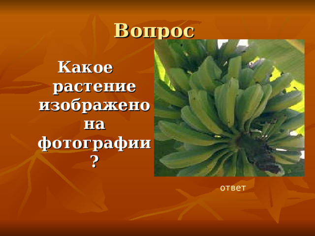 Вопрос Какое растение изображено на фотографии? ответ 
