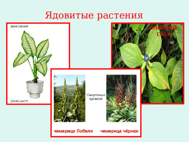 Ядовитые растения 