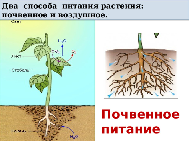Два способа питания растения: почвенное и воздушное. Почвенное питание 