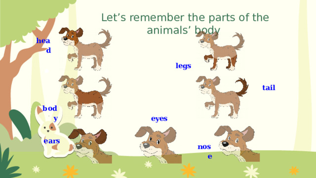 Let’s remember the parts of the animals’ body head legs tail body eyes ears nose  