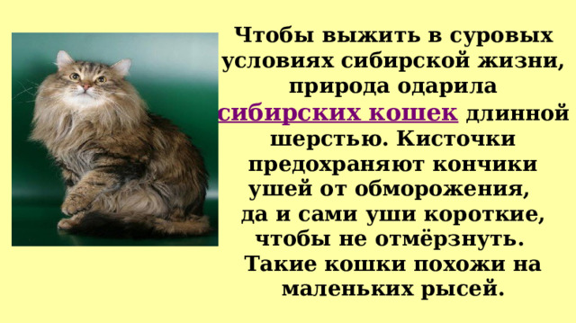 Чтобы выжить в суровых условиях сибирской жизни, природа одарила сибирских кошек  длинной шерстью. Кисточки предохраняют кончики ушей от обморожения, да и сами уши короткие, чтобы не отмёрзнуть. Такие кошки похожи на маленьких рысей. 