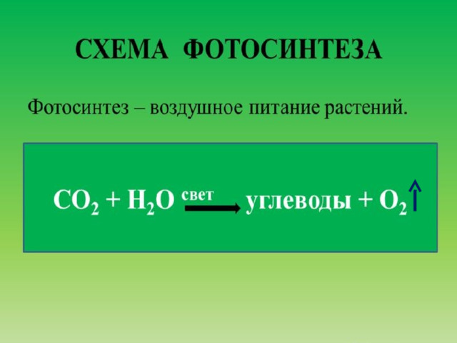 Презентация 10 класс "фотосинтез"