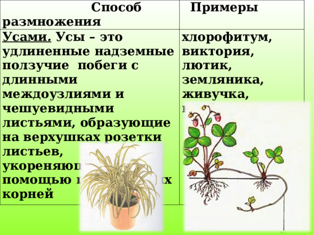  Способ размножения  Примеры Усами .  Усы – это удлиненные надземные ползучие  побеги с длинными междоузлиями и чешуевидными листьями, образующие на верхушках розетки листьев, укореняющиеся с помощью придаточных корней хлорофитум, виктория, лютик, земляника, живучка, клубника. 