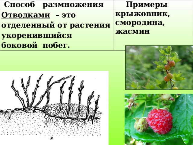  Способ размножения  Примеры Отводками – это отделенный от растения укоренившийся боковой побег. крыжовник, смородина, жасмин 