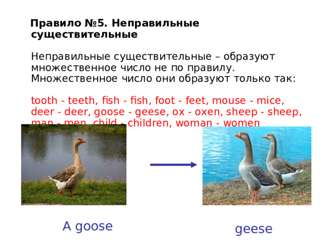  Правило №5. Неправильные существительные   Неправильные существительные – образуют множественное число не по правилу. Множественное  число  они  образуют  только  так :   tooth - teeth, fish - fish, foot - feet, mouse - mice, deer - deer, goose - geese, ox - oxen, sheep - sheep, man - men, child - children, woman - women    A goose geese 