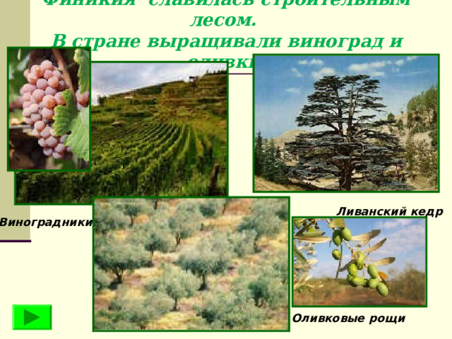 Финикия славилась строительным лесом.  В стране выращивали виноград и оливки. Ливанский кедр Виноградники Оливковые рощи 