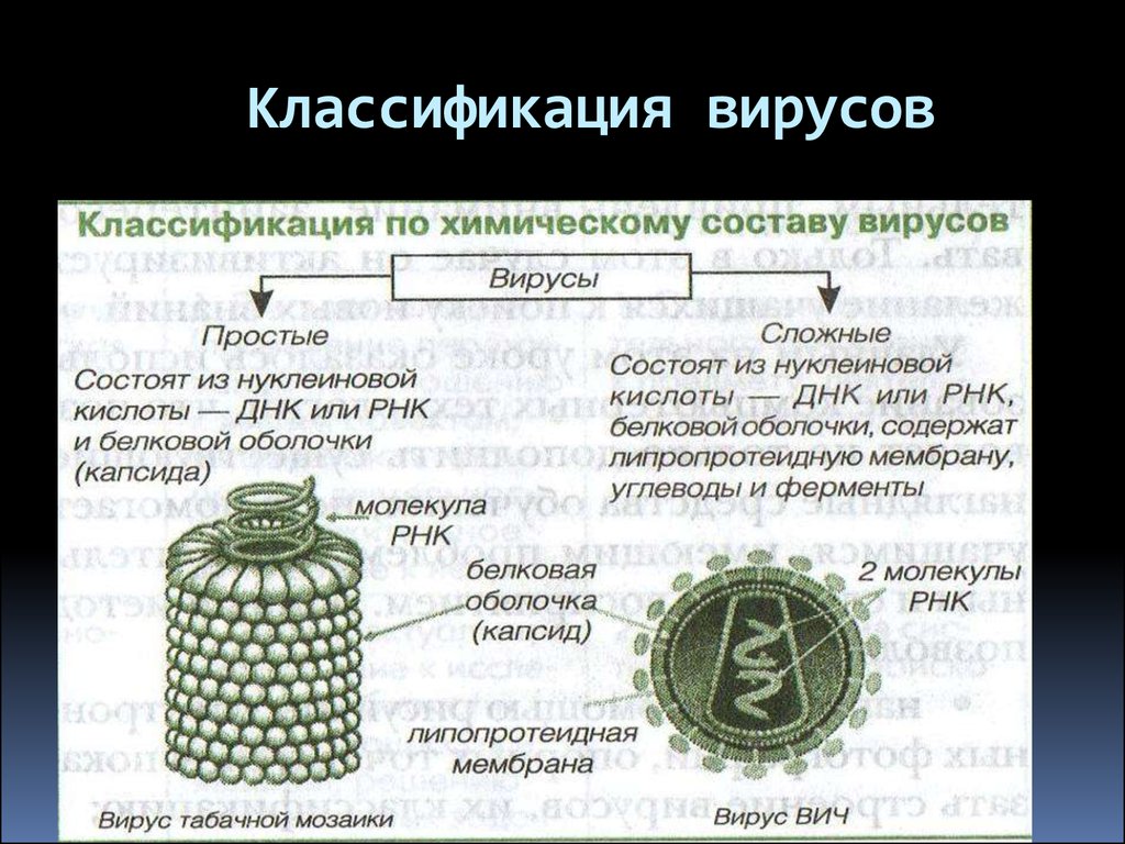 Вирусы определение и примеры