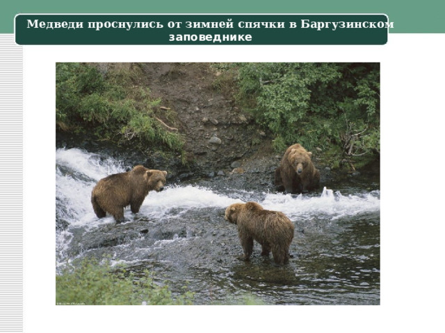Медведи проснулись от зимней спячки в Баргузинском заповеднике 