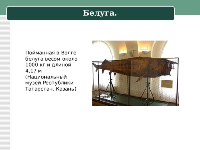Белуга. Пойманная в Волге белуга весом около 1000 кг и длиной 4,17 м (Национальный музей Республики Татарстан, Казань) 