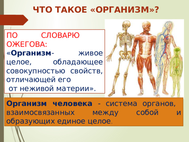 Что такое «организм»? ПО СЛОВАРЮ ОЖЕГОВА: « Организм - живое целое, обладающее совокупностью свойств, отличающей его  от неживой материи». Организм человека - система органов, взаимосвязанных между собой и образующих единое целое . 