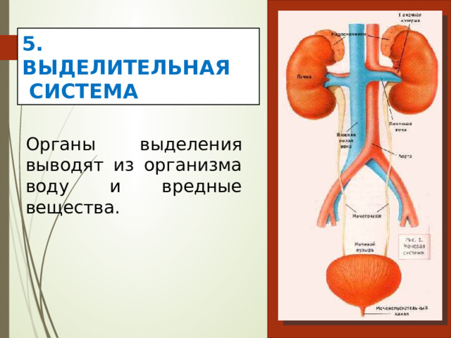 5. ВЫДЕЛИТЕЛЬНАЯ  СИСТЕМА Органы выделения выводят из организма воду и вредные вещества. 