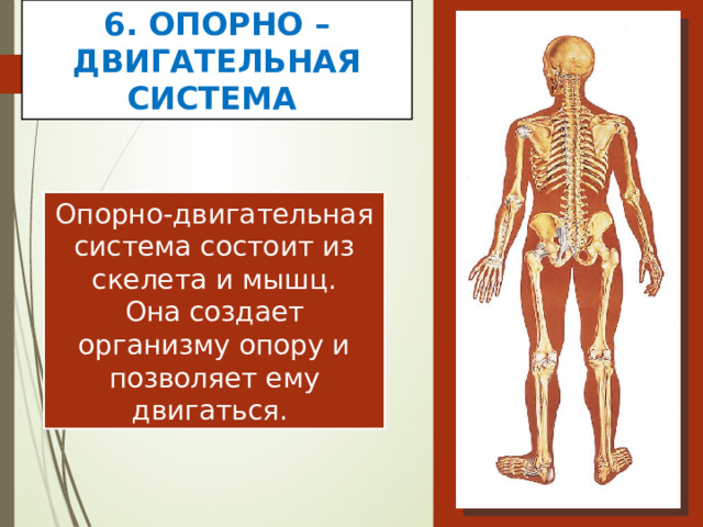 6. ОПОРНО –ДВИГАТЕЛЬНАЯ СИСТЕМА Опорно-двигательная система состоит из скелета и мышц. Она создает организму опору и позволяет ему двигаться. 