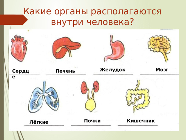 Какие органы располагаются внутри человека? Желудок Мозг Сердце Печень Почки Кишечник Лёгкие 