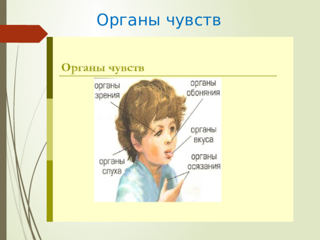 Органы чувств 