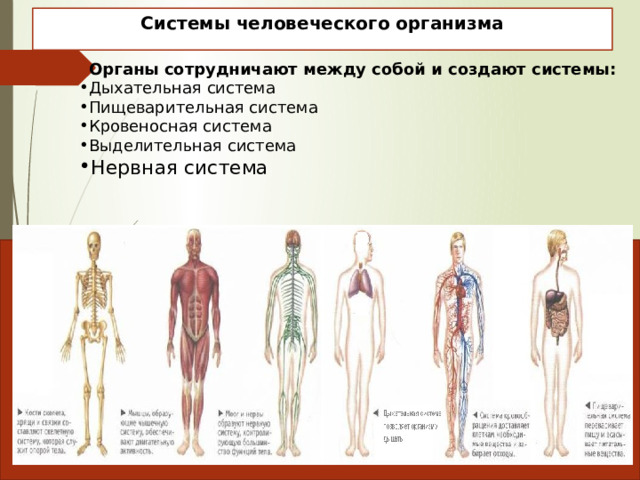 Системы человеческого организма Органы сотрудничают между собой и создают системы: Дыхательная система Пищеварительная система Кровеносная система Выделительная система Нервная система 