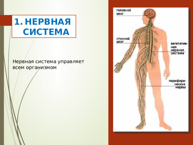 НЕРВНАЯ  СИСТЕМА Нервная система управляет всем организмом 