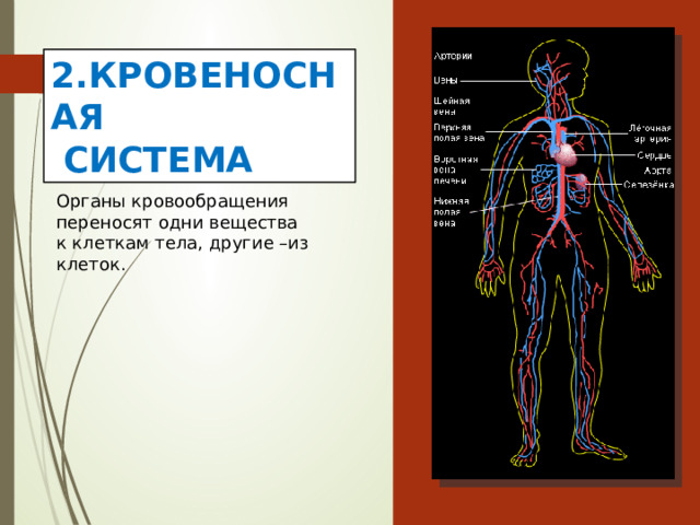 2.КРОВЕНОСНАЯ  СИСТЕМА Органы кровообращения переносят одни вещества к клеткам тела, другие –из клеток. 