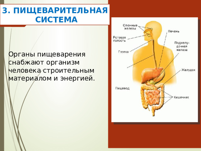 3. ПИЩЕВАРИТЕЛЬНАЯ  СИСТЕМА Органы пищеварения снабжают организм человека строительным материалом и энергией. 