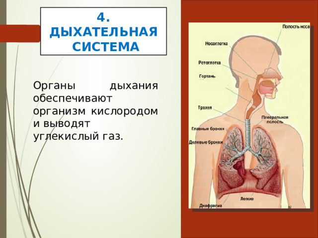 4. ДЫХАТЕЛЬНАЯ  СИСТЕМА Органы дыхания обеспечивают организм кислородом и выводят углекислый газ. 