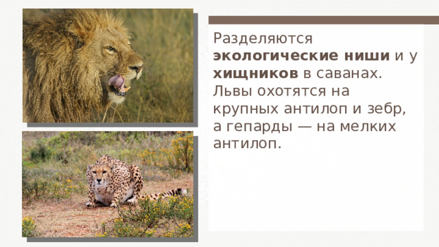 Разделяются экологические ниши и у хищников в саванах. Львы охотятся на крупных антилоп и зебр, а гепарды — на мелких антилоп. 
