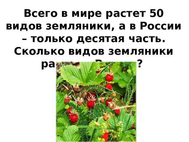 Всего в мире растет 50 видов земляники, а в России – только десятая часть. Сколько видов земляники растет в России? 