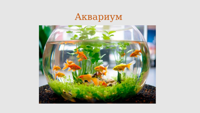 Аквариум 