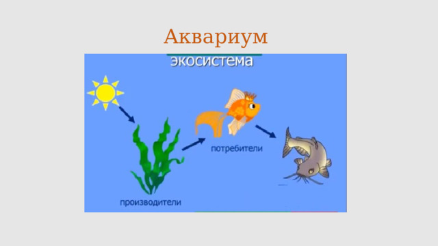 Аквариум 
