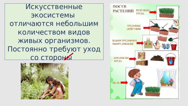 Искусственные экосистемы отличаются небольшим количеством видов живых организмов. Постоянно требуют уход со стороны  