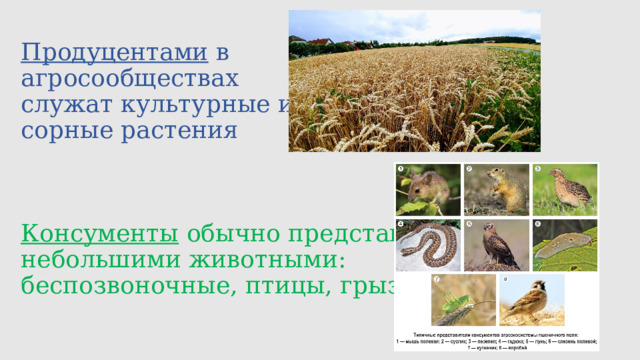 Продуцентами в  агросообществах  служат культурные и  сорные растения     Консументы обычно представлены  небольшими животными:  беспозвоночные, птицы, грызуны   