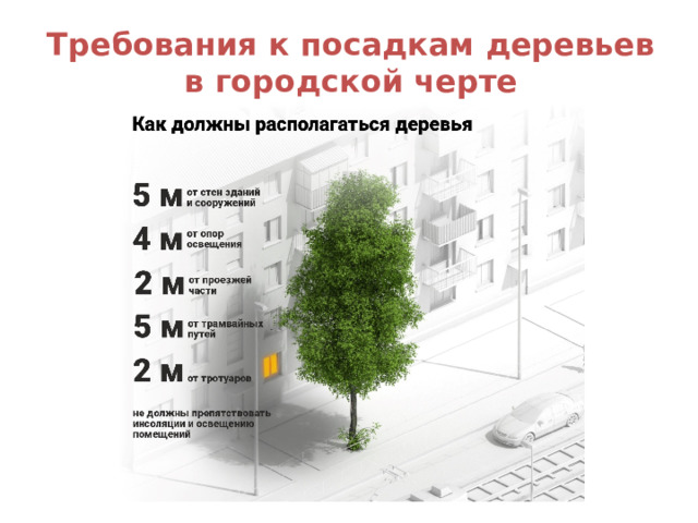 Требования к посадкам деревьев в городской черте 
