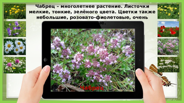 Чабрец – многолетнее растение. Листочки мелкие, тонкие, зелёного цвета. Цветки также небольшие, розовато-фиолетовые, очень красивые. Чабрец 6 