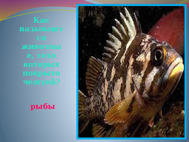 Как называются животные, тело которых покрыто чешуей? рыбы 