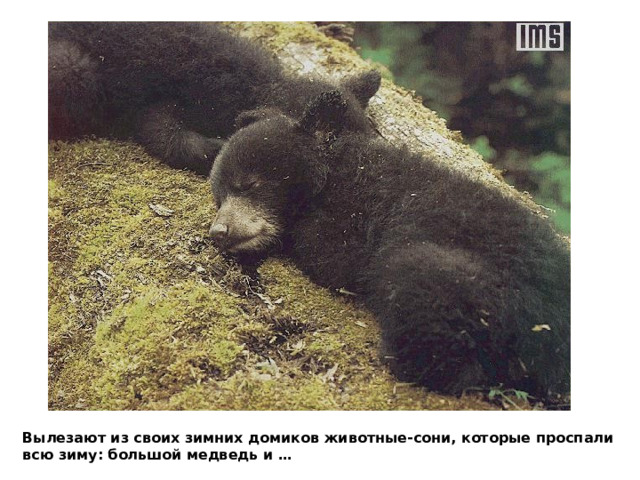 Вылезают из своих зимних домиков животные-сони, которые проспали всю зиму: большой медведь и … 