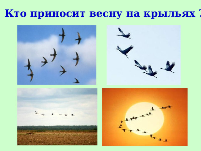Кто приносит весну на крыльях ? 