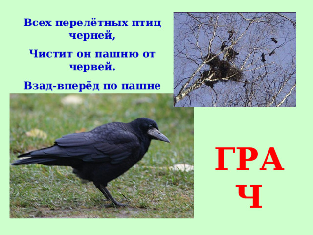 Всех перелётных птиц черней, Чистит он пашню от червей. Взад-вперёд по пашне вскачь. А зовётся птица … ГРАЧ 