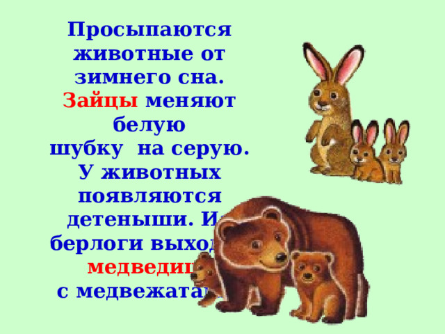 Просыпаются животные от зимнего сна. Зайцы меняют белую шубку на серую. У животных появляются детеныши. Из берлоги выходит медведица с медвежатами. 