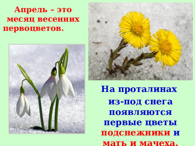 Апрель – это месяц весенних первоцветов. На проталинах из-под снега появляются первые цветы подснежники  и  мать и мачеха. 