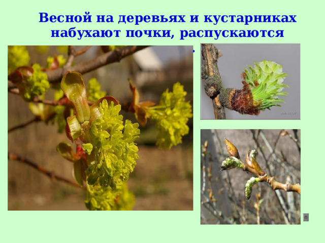 Весной на деревьях и кустарниках набухают почки, распускаются листья.  