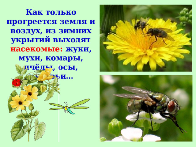 Как только прогреется земля и воздух, из зимних укрытий выходят насекомые: жуки, мухи, комары, пчёлы, осы, муравьи… 