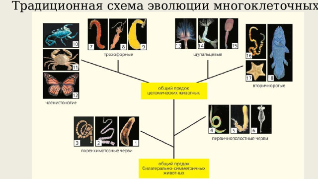 Традиционная схема эволюции многоклеточных 