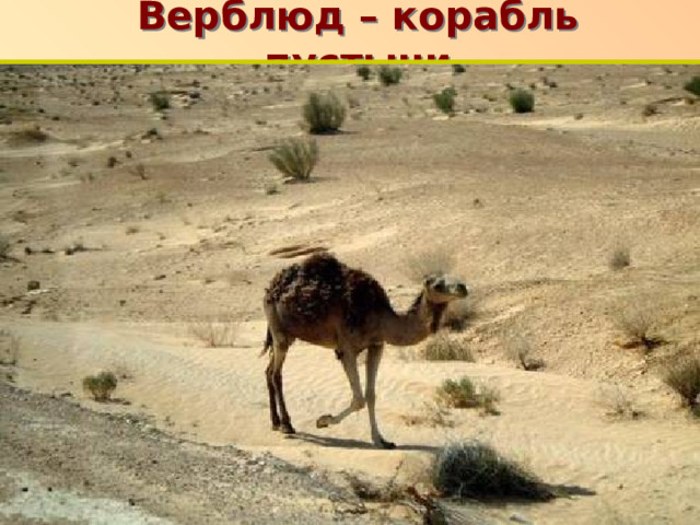 Верблюд – корабль пустыни п 