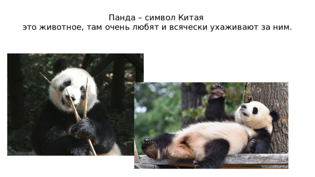 Панда – символ Китая  это животное, там очень любят и всячески ухаживают за ним. 
