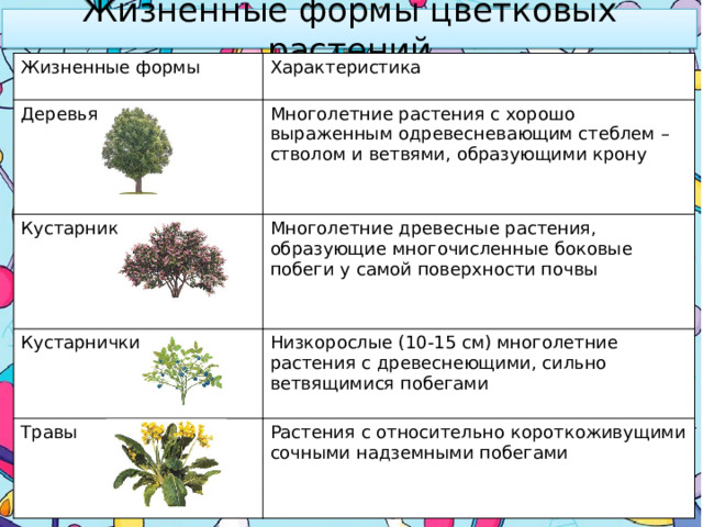 Жизненные формы цветковых растений Жизненные формы Характеристика Деревья Многолетние растения с хорошо выраженным одревесневающим стеблем – стволом и ветвями, образующими крону Кустарники Многолетние древесные растения, образующие многочисленные боковые побеги у самой поверхности почвы Кустарнички Низкорослые (10-15 см) многолетние растения с древеснеющими, сильно ветвящимися побегами Травы Растения с относительно короткоживущими сочными надземными побегами 