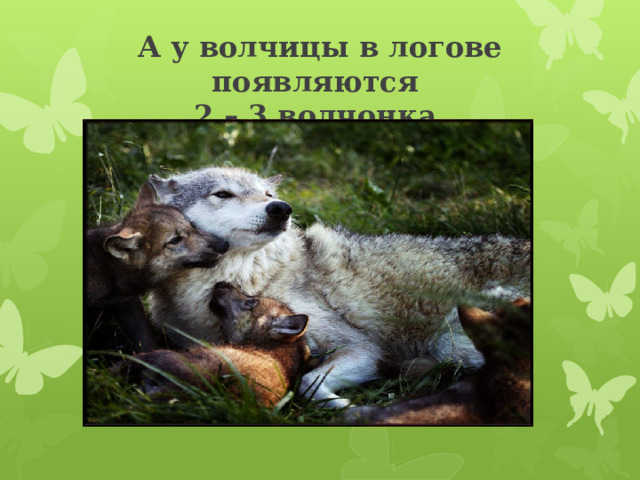 А у волчицы в логове появляются  2 – 3 волчонка. 
