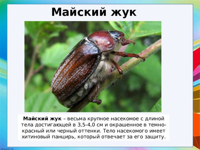 Майский жук Майский жук – весьма крупное насекомое с длиной тела достигающей в 3,5-4,0 см и окрашенное в темно-красный или черный оттенки. Тело насекомого имеет хитиновый панцирь, который отвечает за его защиту. 
